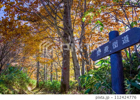 旧野麦街道の鮮やかな紅葉【県境・お助け小屋周辺】 旧野麦街道の鮮やかな紅葉【県境・お助け小屋周辺】 112424776