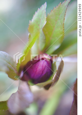 早春に顔を出し始めるクリスマスローズ、冬から春へと誘う 112424949