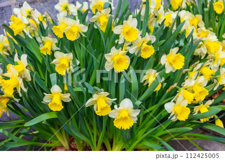 Daffodil flowers in a garden. Beautiful narcissus on flowerbed 112425005