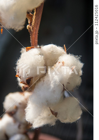 Close-up of the white fluffy cotton flower 112425016