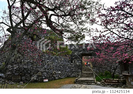 今帰仁城跡の桜 112425134