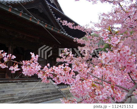 桜満開でピンク色に染まる早春のお寺のお庭　和歌山粉河寺 112425152