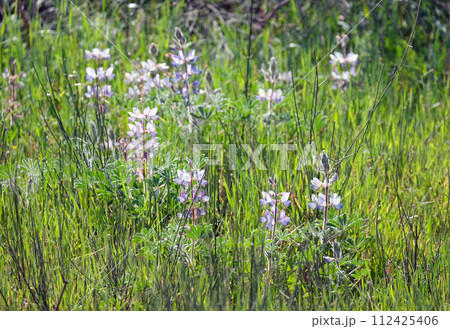 Flowering Palestine Lupine (lat.- Lupinus palaestinus) 112425406