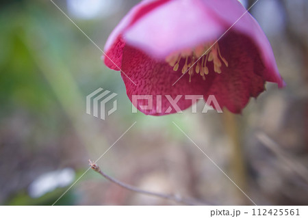 早春に咲くクリスマスローズ、そっとうつむくその花の中は華麗 112425561