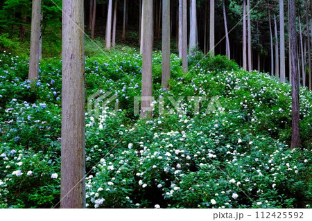 あきる野市南沢あじさい山、杉木立の中に咲くあじさい、6月の花景色 112425592