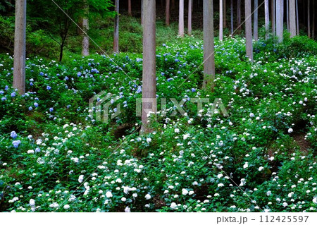 あきる野市南沢あじさい山、杉木立の中に咲くあじさい、6月の花景色 112425597