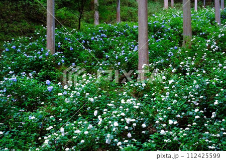 あきる野市南沢あじさい山、杉木立の中に咲くあじさい、6月の花景色 あきる野市南沢あじさい山、杉木立の中に咲くあじさい、6月の花景色 112425599