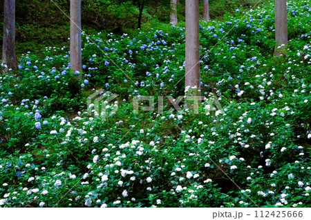あきる野市南沢あじさい山、杉木立の中に咲くあじさい、6月の花景色 あきる野市南沢あじさい山、杉木立の中に咲くあじさい、6月の花景色 112425666