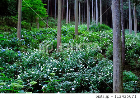 あきる野市南沢あじさい山、杉木立の中に咲くあじさい、6月の花景色 112425671