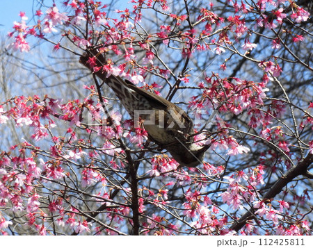 蜜を吸うヒヨドリ 蜜を吸うヒヨドリ 112425811