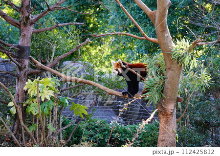 レッサーパンダ レッサーパンダ 112425812