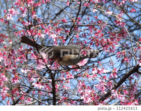 ヒヨドリ ヒヨドリ 112425813