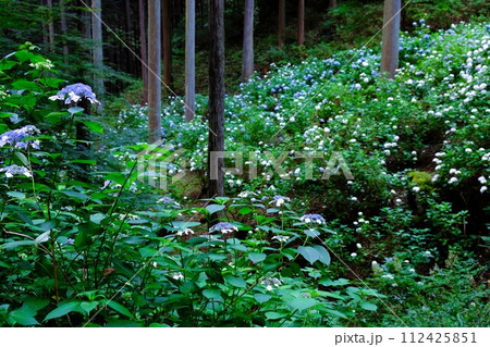 あきる野市南沢あじさい山、杉木立の中に咲くあじさい、6月の花景色 あきる野市南沢あじさい山、杉木立の中に咲くあじさい、6月の花景色 112425851