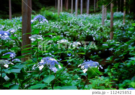 あきる野市南沢あじさい山、杉木立の中に咲くあじさい、6月の花景色 あきる野市南沢あじさい山、杉木立の中に咲くあじさい、6月の花景色 112425852