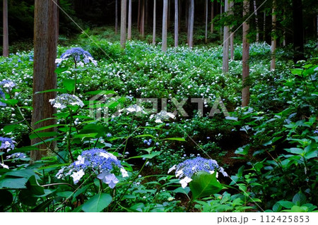 あきる野市南沢あじさい山、杉木立の中に咲くあじさい、6月の花景色 112425853