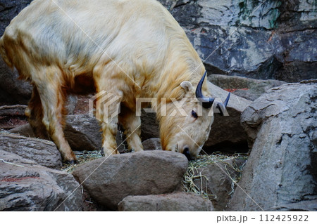 ゴールデンターキン 112425922