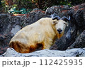 ゴールデンターキン 112425935