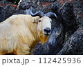 ゴールデンターキン 112425936