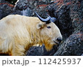 ゴールデンターキン 112425937