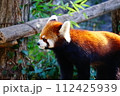 レッサーパンダ 112425939