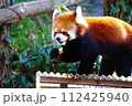 レッサーパンダ 112425940