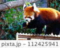 レッサーパンダ 112425941