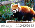 レッサーパンダ 112425942