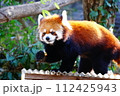 レッサーパンダ 112425943