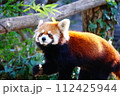 レッサーパンダ 112425944