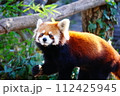 レッサーパンダ 112425945