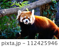 レッサーパンダ 112425946