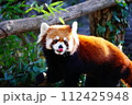 レッサーパンダ 112425948