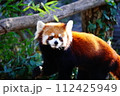 レッサーパンダ 112425949