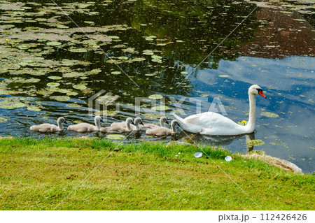 White swans in the park of Egeskov castle, Denmark. 112426426