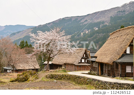 五箇山合掌集落　桜と合掌造り集落　富山県観光スポット　相倉集落　日本の原風景　世界遺産 112426512