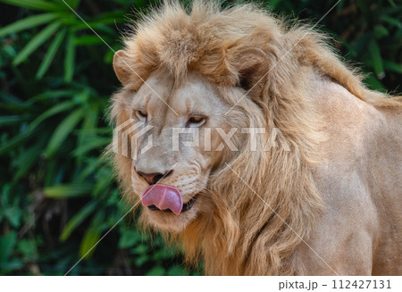Portrait of a lion licking his lips with his tongue, close-up Portrait of a lion licking his lips with his tongue, close-up 112427131