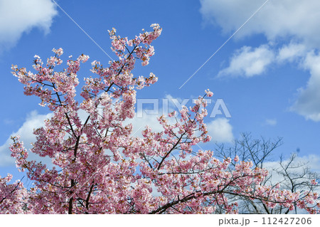 京都 淀水路の河津桜 京都 淀水路の河津桜 112427206