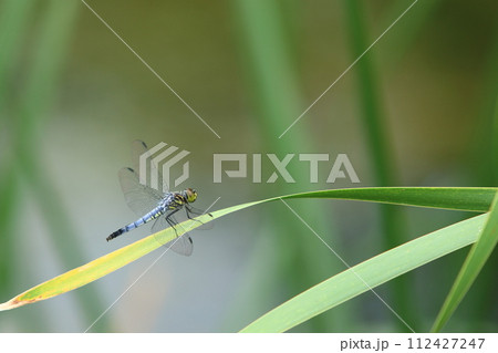 葉の上で羽を休めるトンボ シオカラトンボ アカトンボ 葉の上で羽を休めるトンボ シオカラトンボ アカトンボ 112427247