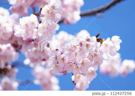 青空バックの桜 112427256