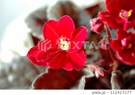 セントポーリアの花 112427277