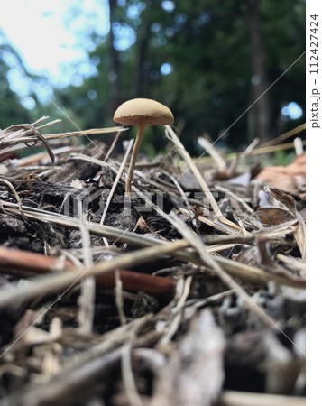 公園の枯れたキノコ 112427424