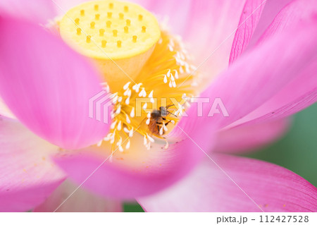 はすの花・花粉を集めるミツバチ 112427528