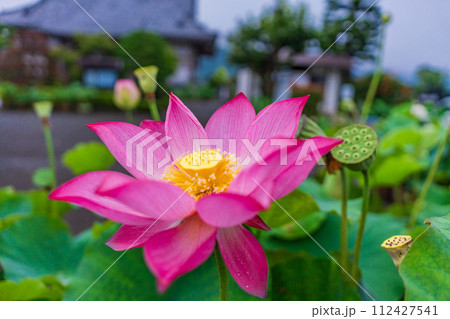 はすの花 アップ はすの花 アップ 112427541