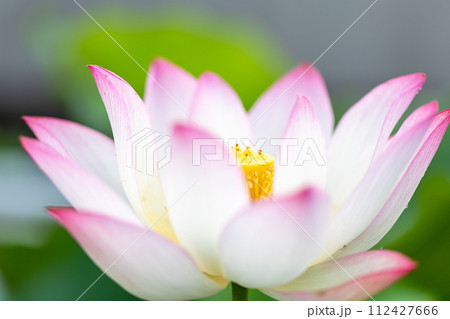 はすの花(ピンク覆輪) アップ はすの花(ピンク覆輪) アップ 112427666