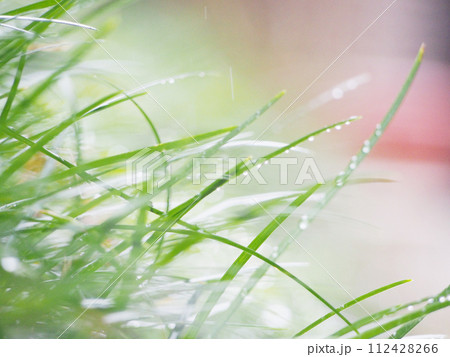 にわか雨に濡れる若葉 112428266
