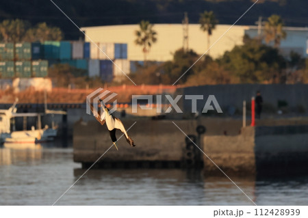 獲物に向かって急降下するカツオドリ 112428939