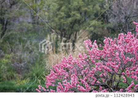 色鮮やかな満開の梅の花 112428943