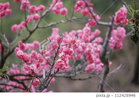 色鮮やかな満開の梅の花 色鮮やかな満開の梅の花 112428946