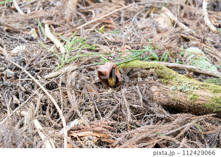 ザゼンソウ（玉宮ざぜん草公園） 112429066