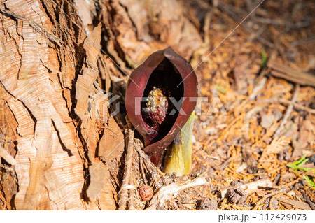 ザゼンソウ（玉宮ざぜん草公園） 112429073